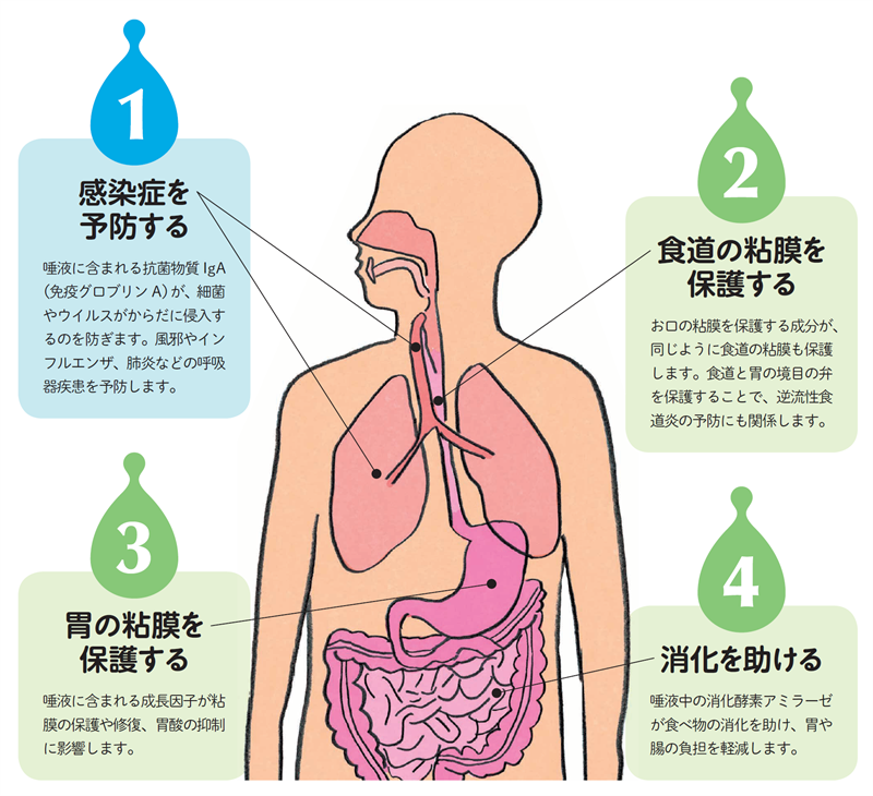 唾液のありがたい働き