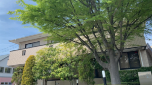 医療法人SDC 酒井歯科医院のシンボルツリー
