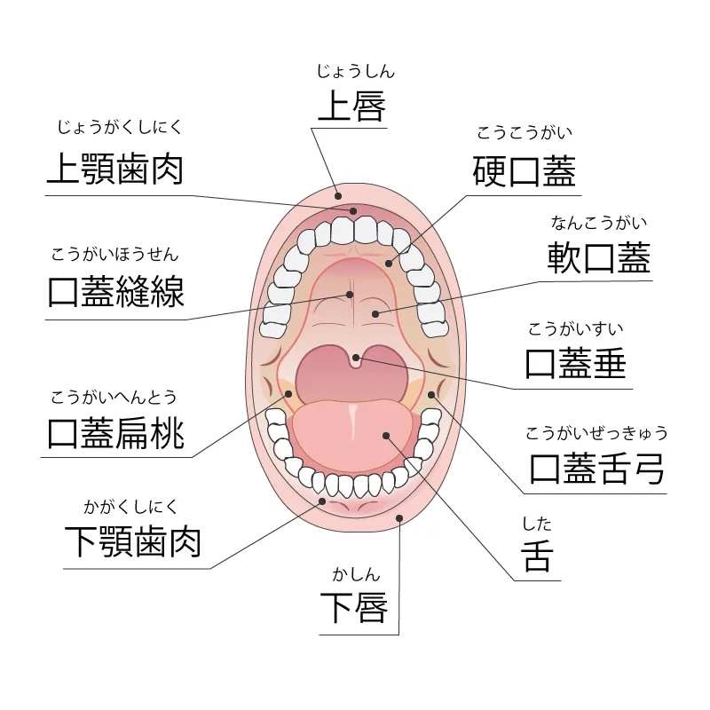 口腔内の各部の名称