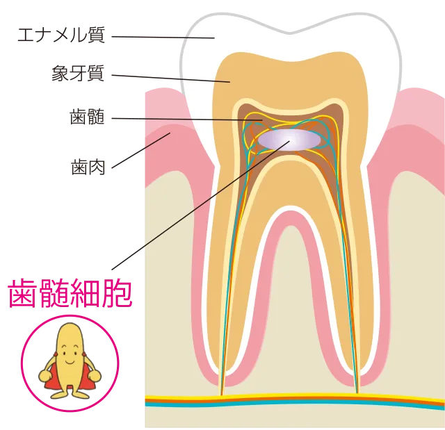 歯髄幹細胞④