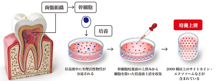 歯髄幹細胞⑤