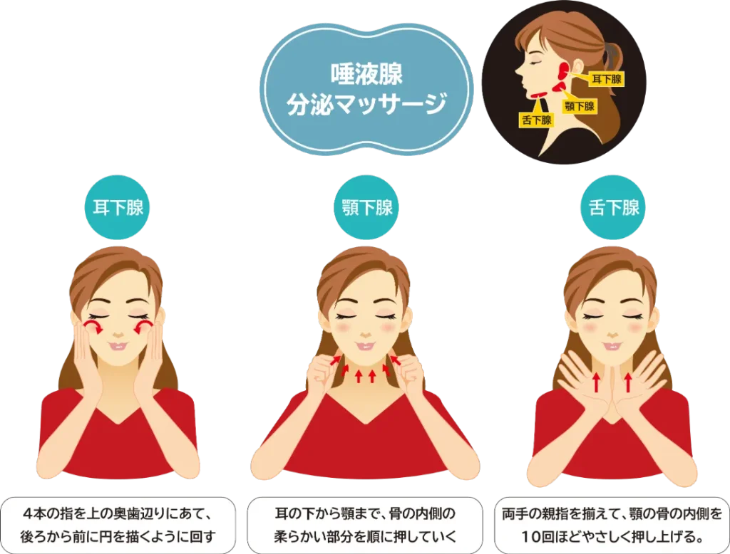 唾液腺を分泌させるためのマッサージ