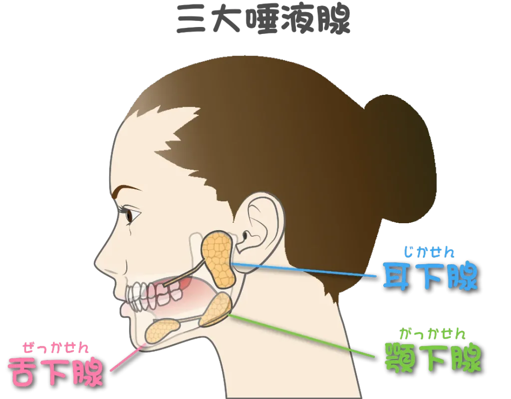 唾液腺の場所