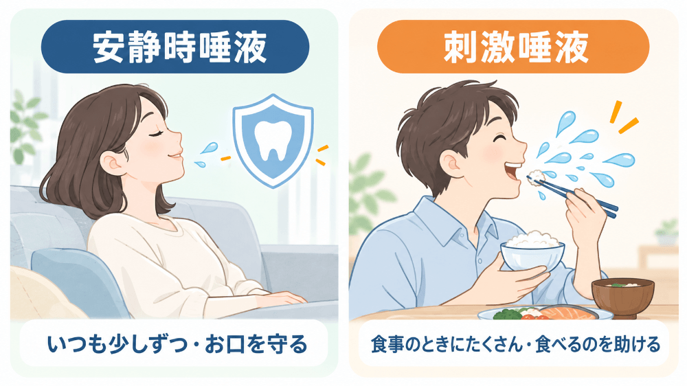 安静時唾液と刺激唾液の違いを示す比較図：いつも少しずつ出てお口を守る安静時唾液と、食事のときにたくさん出て食べるのを助ける刺激唾液