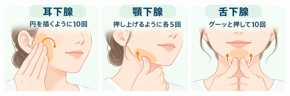 3つの唾液腺の場所とマッサージの方法を示す図：耳下腺は耳の前を円を描くように、顎下腺は顎の骨の内側を押し上げるように、舌下腺は顎の真下を押す