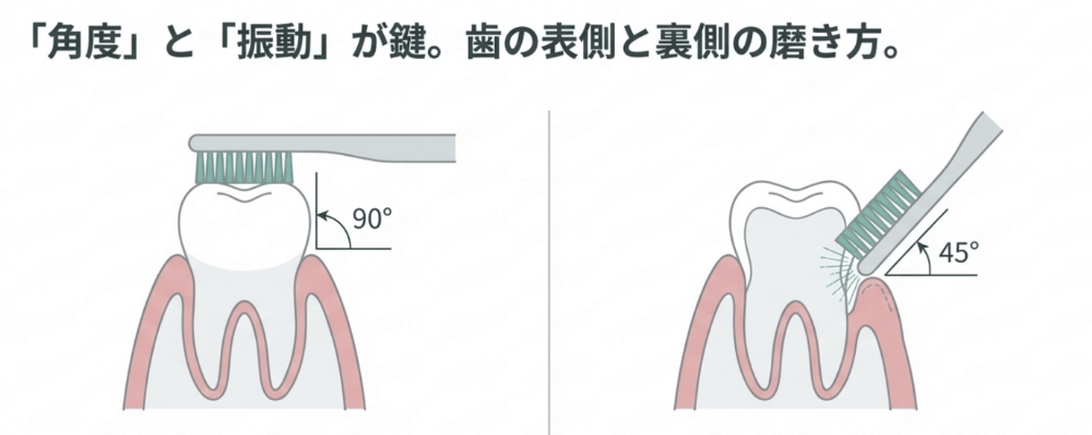 歯の表側は90度、裏側は45度で当てる正しい歯磨き角度の解説図