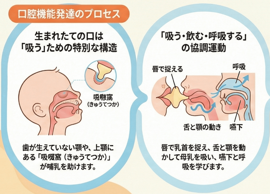 哺乳期に必要な吸い付き、吸啜、嚥下、呼吸の連携を示した模式図