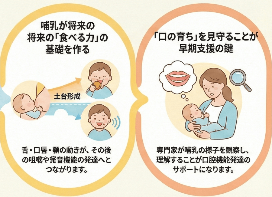 哺乳期の口の動きが、将来の食べる力や話す力につながることを示したイラスト