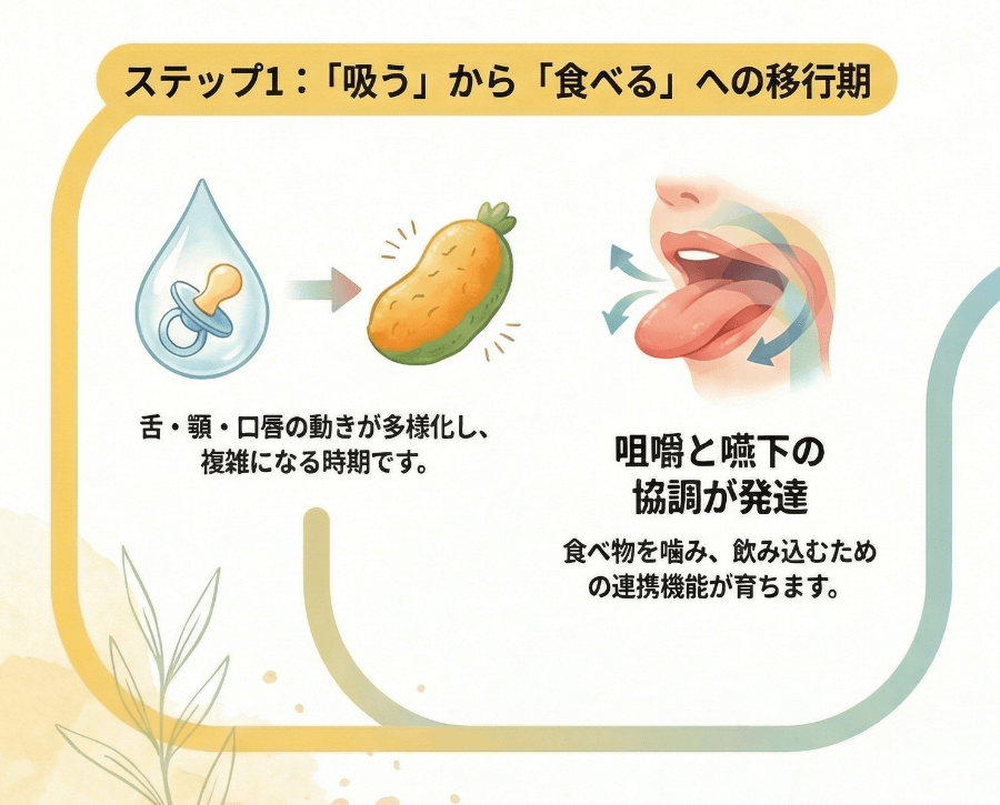 離乳期における「吸う」から「食べる」への機能移行を示した図。舌・顎・口唇の動きが多様化する時期を表しています。