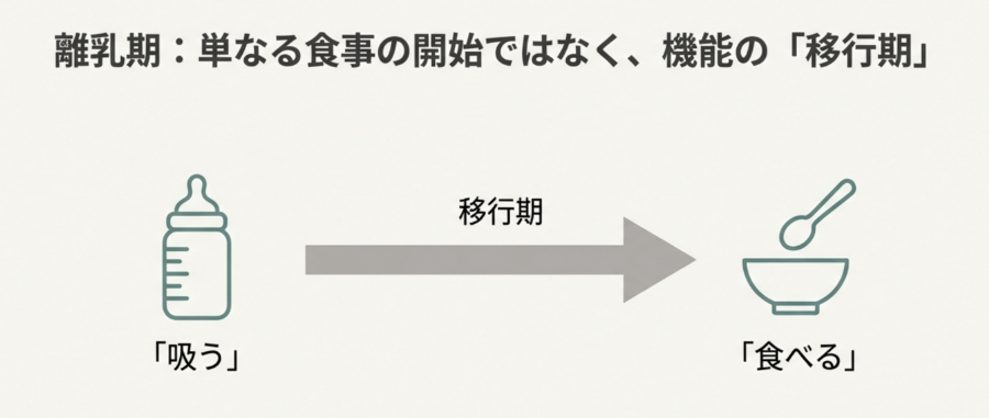 哺乳期から離乳期へと移行する過程を示した模式図。「吸う」動きから「食べる」機能への発達段階を分かりやすく表しています。