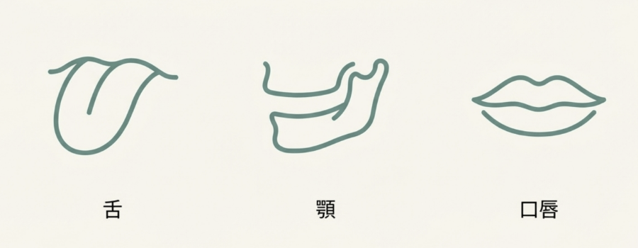 哺乳期から離乳期へと移行する過程を示した模式図。「吸う」動きから「食べる」機能への発達段階を分かりやすく表しています。