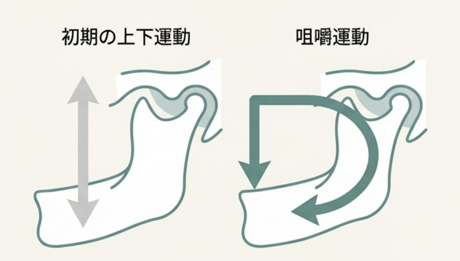 離乳初期の上下運動と、発達に伴う咀嚼運動の違いを示した図。顎の動きが単純から複雑へ変化していく様子を表しています。