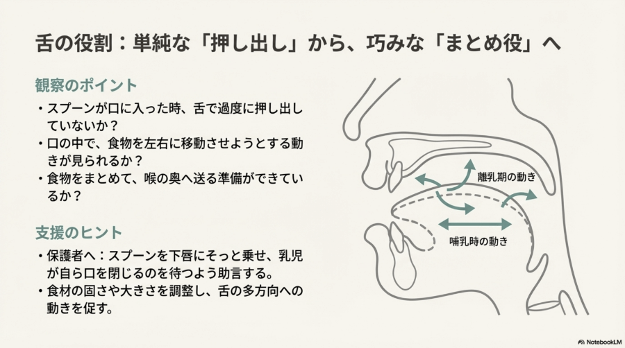 哺乳期から離乳期にかけての舌の動きの変化を示した図。押し出す動きから、食べ物をまとめて送る動きへの発達を示しています。