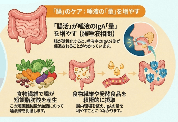 腸内環境が唾液IgAに与える影響を示す図