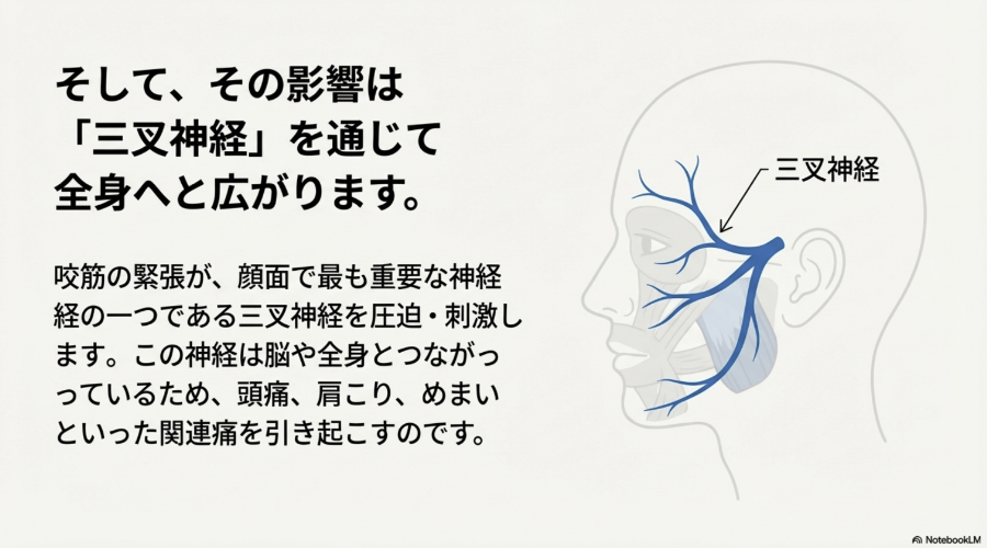歯ぎしりによる咬筋の緊張が三叉神経を刺激し、頭痛や肩こりを引き起こす仕組みの図