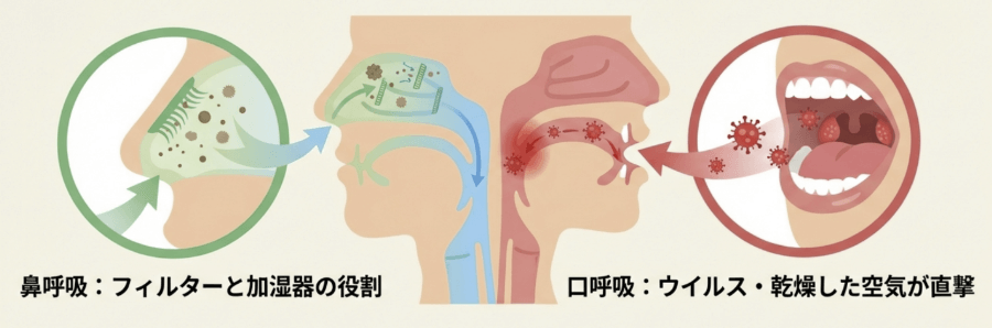 鼻呼吸と口呼吸の違いを示す図。鼻はフィルター・加湿機能があるが、口呼吸ではウイルスや乾燥した空気が直接喉へ入る様子