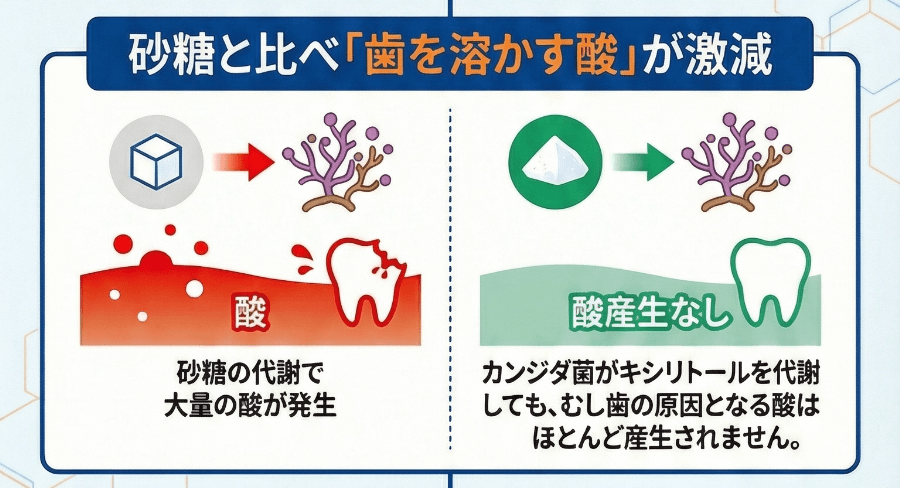 砂糖とキシリトールを代謝した際の酸産生量の違いを比較した図