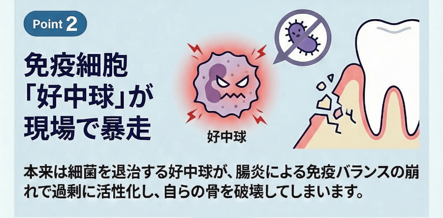 免疫細胞である好中球が過剰に働き骨を破壊する様子の図解