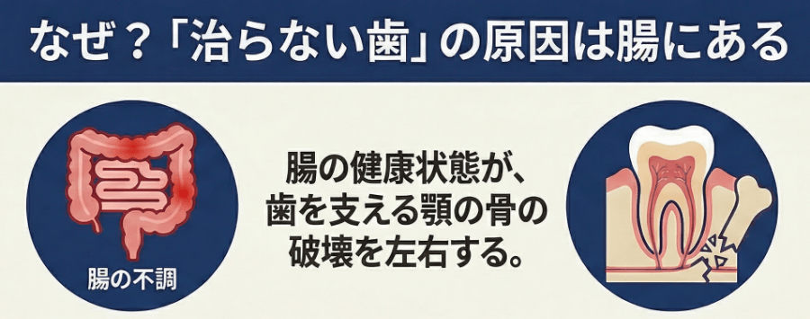 歯が治らない原因は腸にあることを示す図解｜免疫と全身の関係