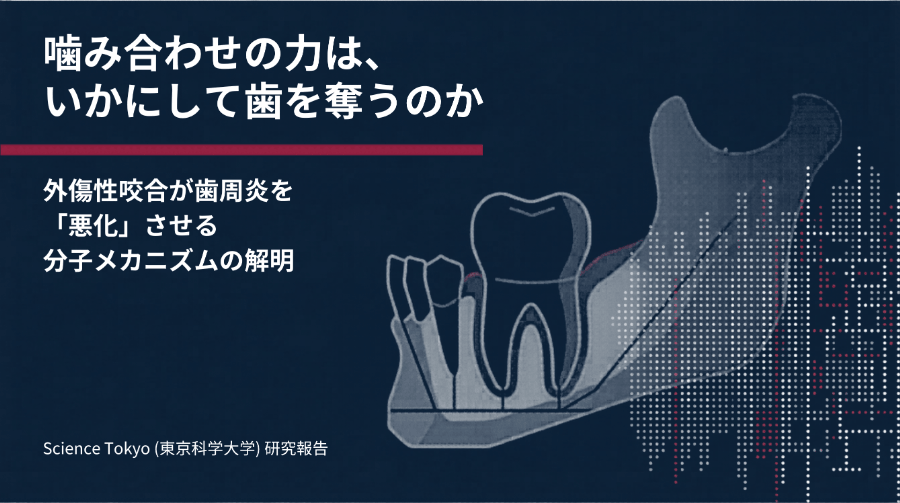 噛み合わせの力はいかにして歯を奪うのか｜外傷性咬合が歯周炎を悪化させる分子メカニズムの解明（東京科学大学研究報告）