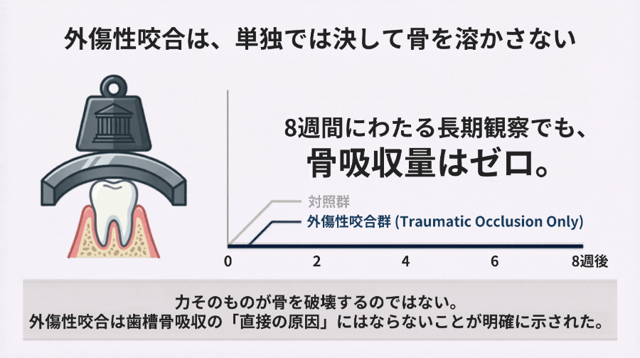 外傷性咬合は単独では骨を溶かさない｜8週間の長期観察でも骨吸収量はゼロであることを示すグラフ