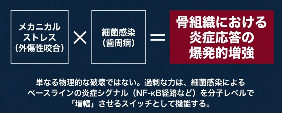 外傷性咬合×歯周病（細菌感染）＝骨組織における炎症応答の爆発的増強を示す図解