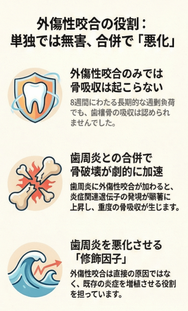 外傷性咬合の役割｜単独では無害、歯周炎との合併で骨破壊が劇的に加速する修飾因子であることを示す図解
