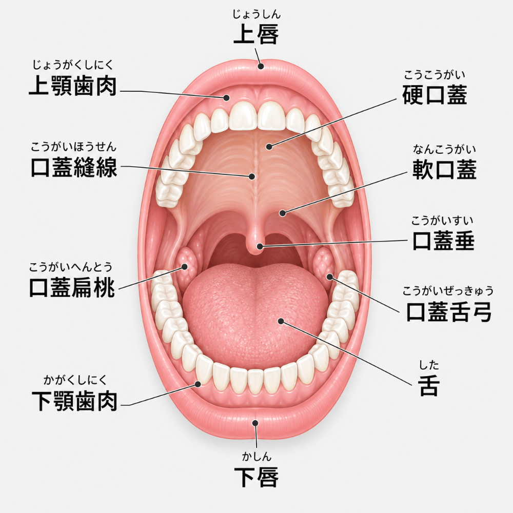 口腔内の名称を示した図(舌・上顎歯肉・下顎歯肉・硬口蓋・軟口蓋・口蓋垂・頬などの部位)
