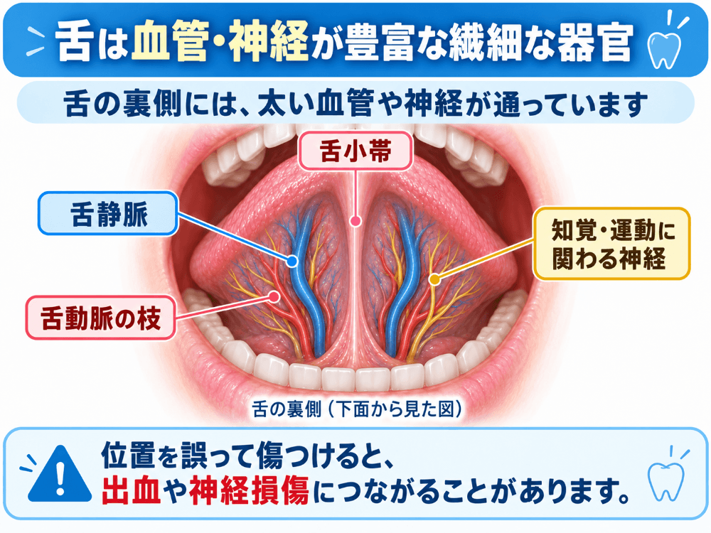 舌の裏側の血管と神経を示した解剖図|動脈・静脈・神経