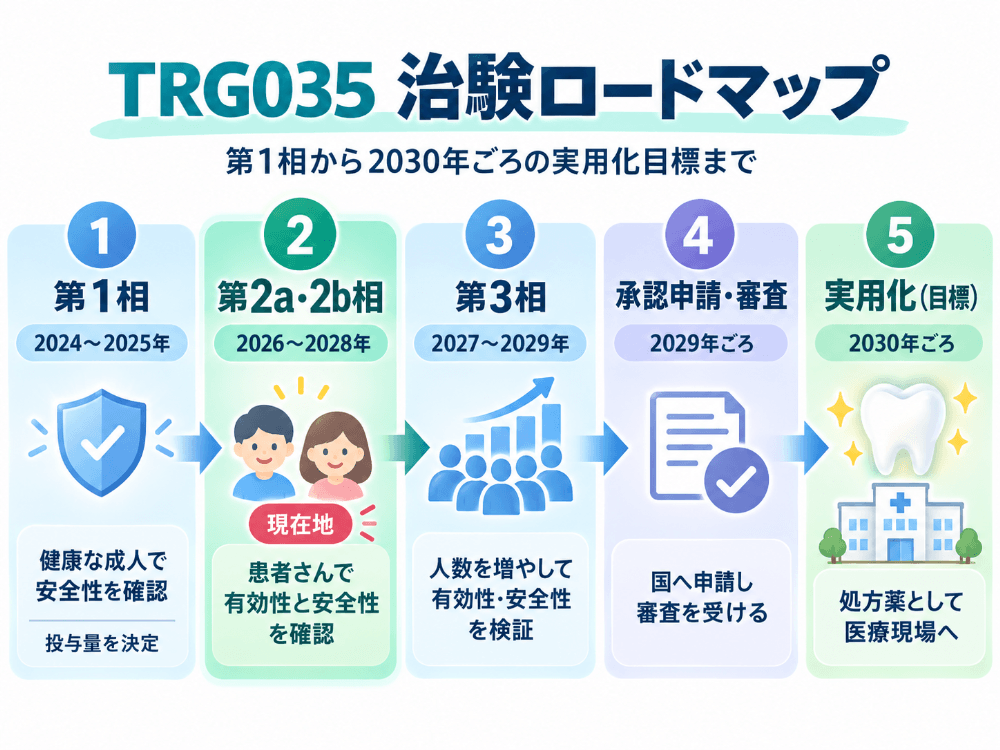 歯生え薬TRG035の治験ロードマップ(第1相・第2相・第3相から2030年の実用化目標まで)を示した図