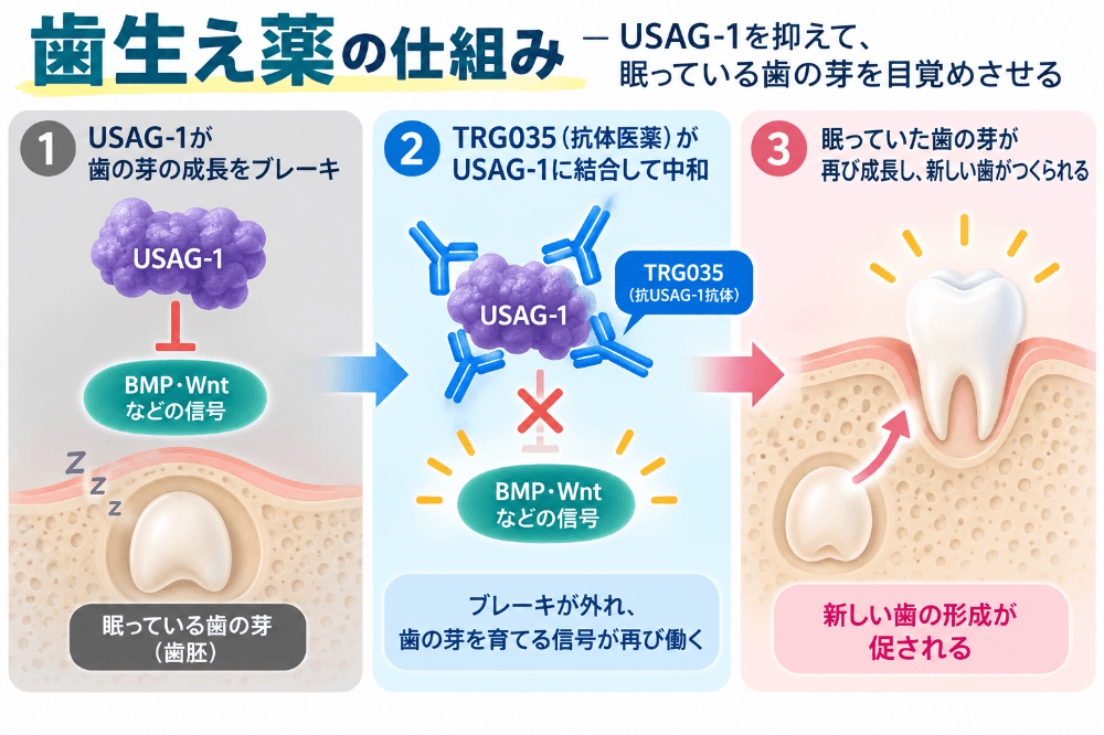 USAG-1を抗体で中和し、眠っている歯の芽(歯胚)を再活性化して歯を再生する仕組みの図解