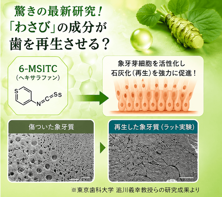 わさび成分6-MSITCが象牙芽細胞を活性化し象牙質を再生する研究の図解(ラット実験のビフォーアフター)